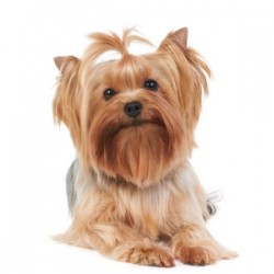 Some Facts about Silky Terrier Pet Dogs
